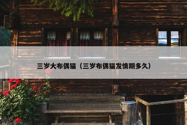 三岁大布偶猫（三岁布偶猫发情期多久）