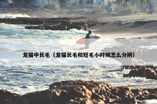 龙猫中长毛（龙猫长毛和短毛小时候怎么分辨）