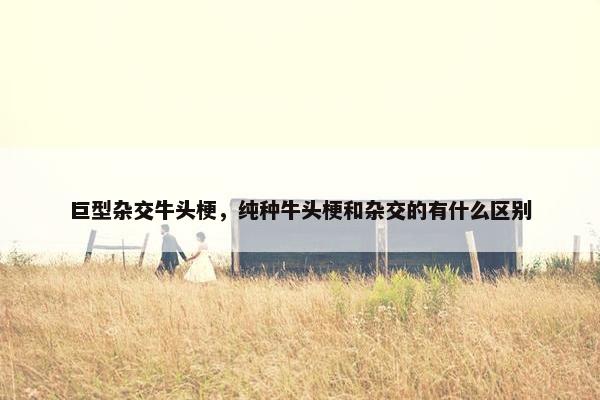 巨型杂交牛头梗，纯种牛头梗和杂交的有什么区别