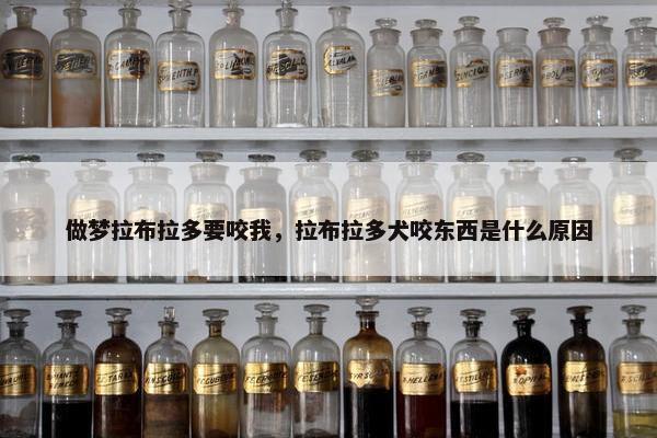 做梦拉布拉多要咬我，拉布拉多犬咬东西是什么原因