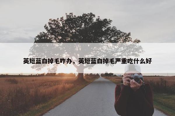 英短蓝白掉毛咋办，英短蓝白掉毛严重吃什么好