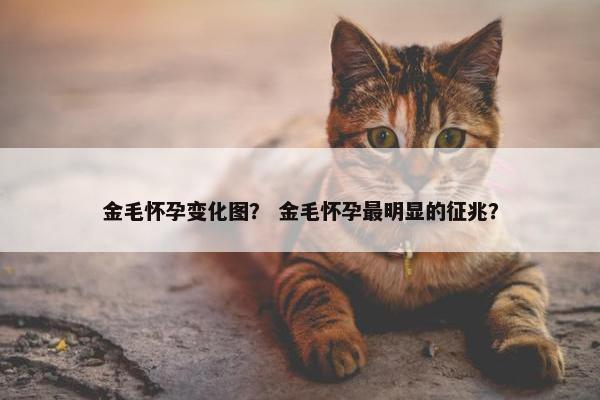 金毛怀孕变化图？ 金毛怀孕最明显的征兆？