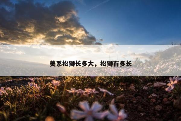美系松狮长多大，松狮有多长