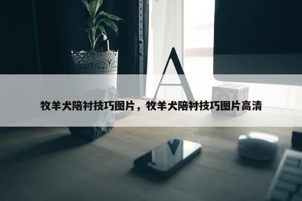 牧羊犬陪衬技巧图片，牧羊犬陪衬技巧图片高清