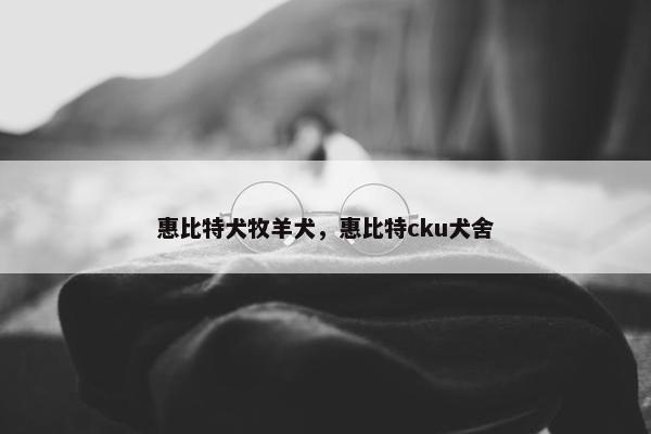 惠比特犬牧羊犬，惠比特cku犬舍