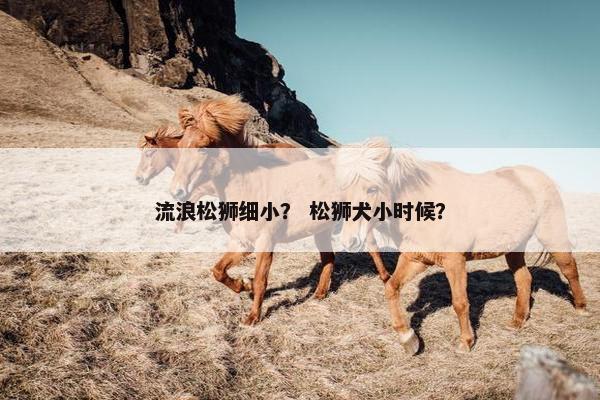 流浪松狮细小？ 松狮犬小时候？