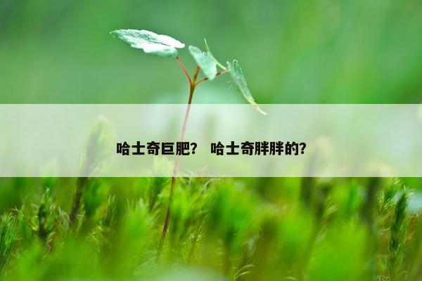 哈士奇巨肥？ 哈士奇胖胖的？