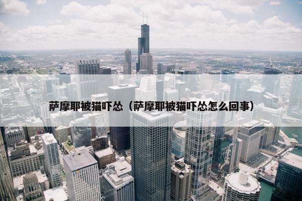 萨摩耶被猫吓怂（萨摩耶被猫吓怂怎么回事）