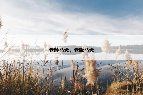 老龄马犬，老版马犬
