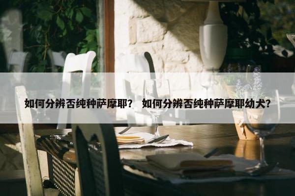 如何分辨否纯种萨摩耶？ 如何分辨否纯种萨摩耶幼犬？