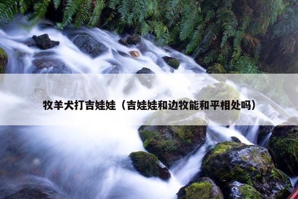 牧羊犬打吉娃娃（吉娃娃和边牧能和平相处吗）