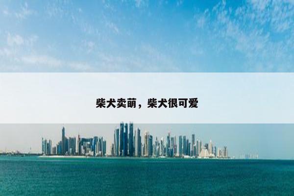柴犬卖萌，柴犬很可爱