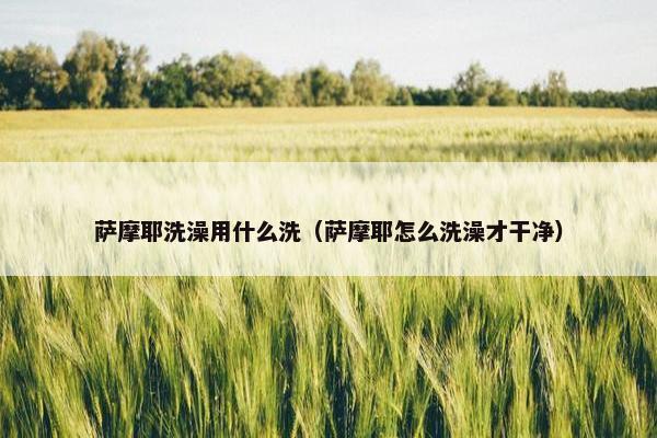 萨摩耶洗澡用什么洗（萨摩耶怎么洗澡才干净）