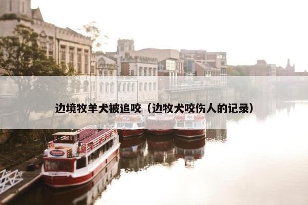 边境牧羊犬被追咬（边牧犬咬伤人的记录）