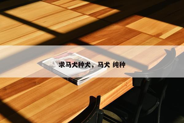 求马犬种犬，马犬 纯种
