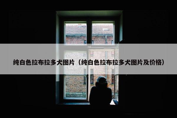 纯白色拉布拉多犬图片（纯白色拉布拉多犬图片及价格）
