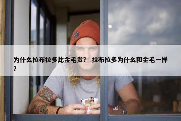 为什么拉布拉多比金毛贵？ 拉布拉多为什么和金毛一样？