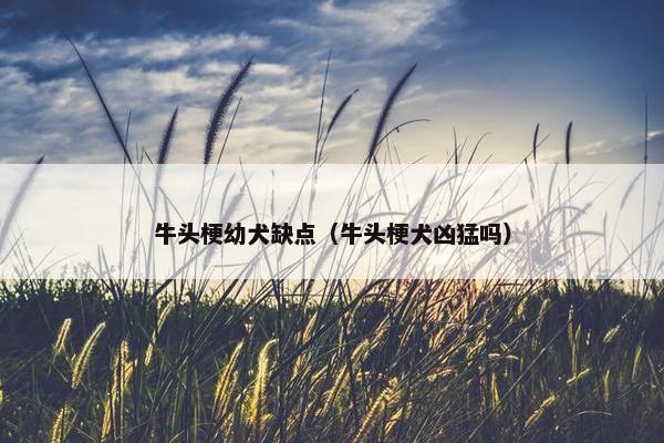 牛头梗幼犬缺点（牛头梗犬凶猛吗）