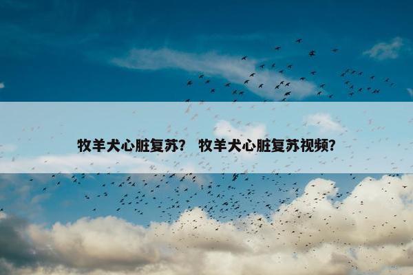 牧羊犬心脏复苏？ 牧羊犬心脏复苏视频？