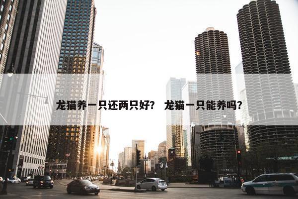 龙猫养一只还两只好？ 龙猫一只能养吗？