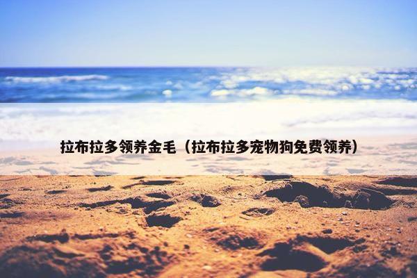 拉布拉多领养金毛（拉布拉多宠物狗免费领养）