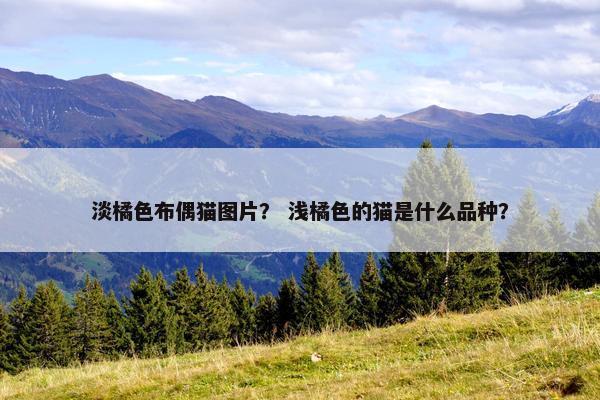 淡橘色布偶猫图片？ 浅橘色的猫是什么品种？