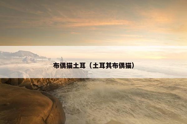 布偶猫土耳（土耳其布偶猫）