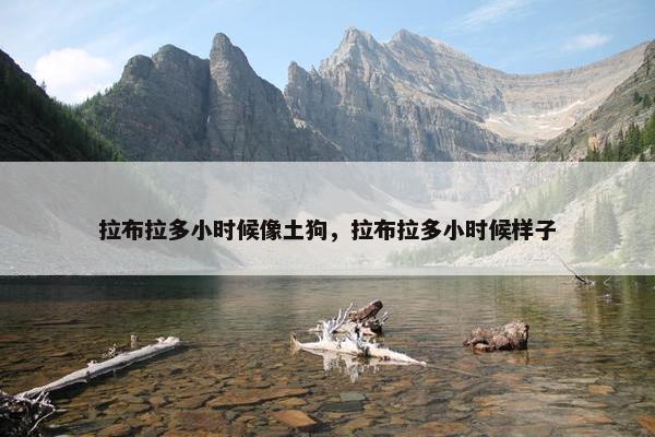 拉布拉多小时候像土狗，拉布拉多小时候样子