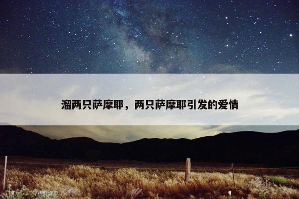 溜两只萨摩耶，两只萨摩耶引发的爱情