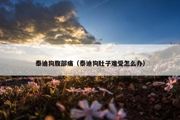 泰迪狗腹部痛（泰迪狗肚子难受怎么办）