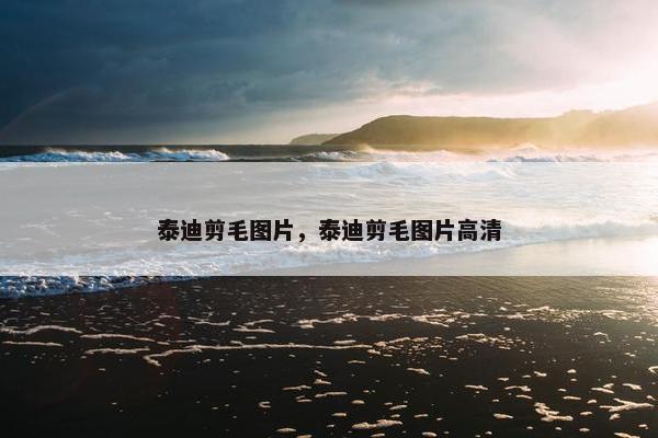 泰迪剪毛图片，泰迪剪毛图片高清
