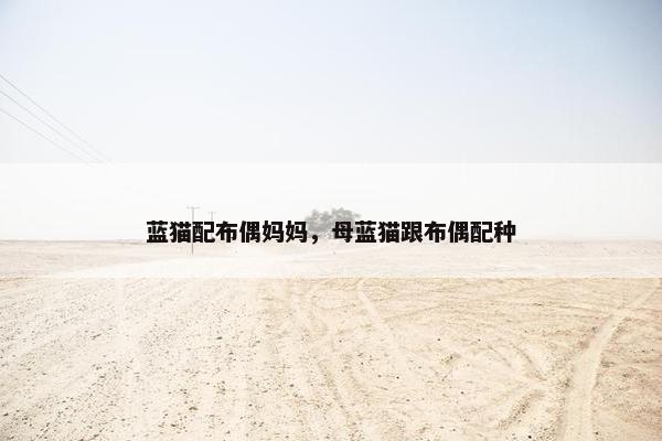 蓝猫配布偶妈妈，母蓝猫跟布偶配种