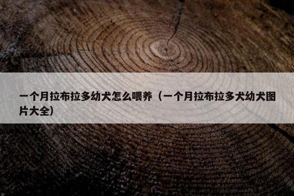 一个月拉布拉多幼犬怎么喂养（一个月拉布拉多犬幼犬图片大全）
