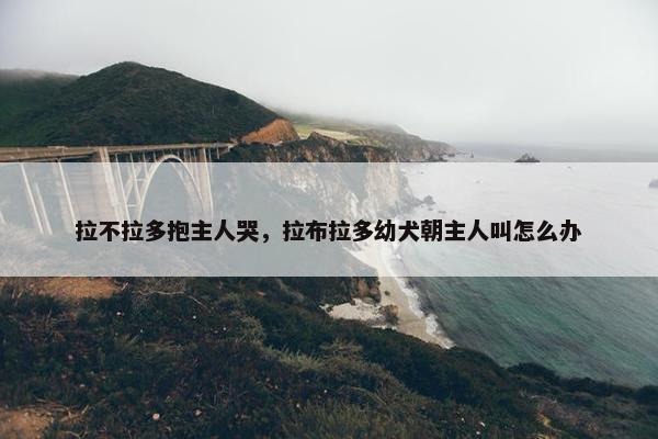 拉不拉多抱主人哭，拉布拉多幼犬朝主人叫怎么办