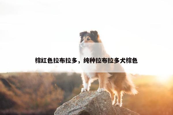 棕红色拉布拉多，纯种拉布拉多犬棕色