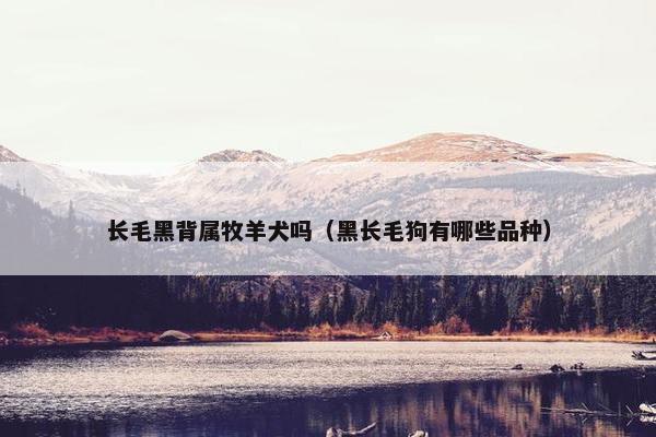 长毛黑背属牧羊犬吗（黑长毛狗有哪些品种）