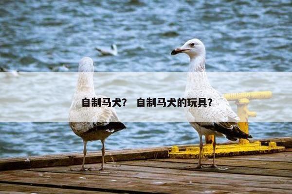 自制马犬？ 自制马犬的玩具？