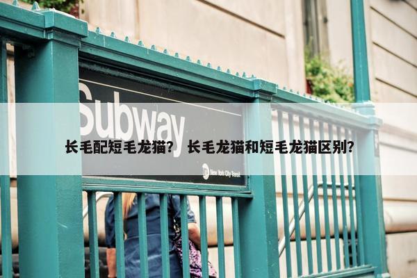 长毛配短毛龙猫？ 长毛龙猫和短毛龙猫区别？