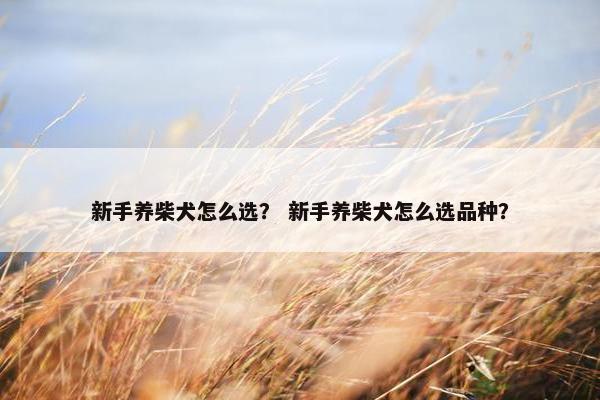 新手养柴犬怎么选？ 新手养柴犬怎么选品种？