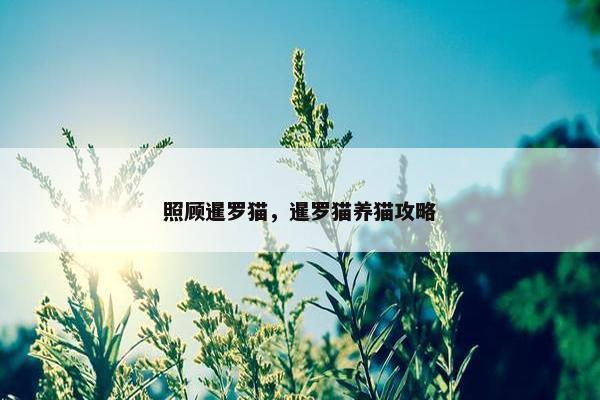 照顾暹罗猫，暹罗猫养猫攻略