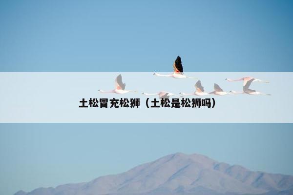 土松冒充松狮（土松是松狮吗）