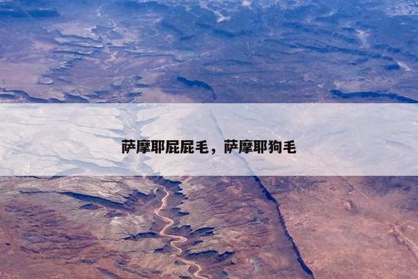萨摩耶屁屁毛，萨摩耶狗毛