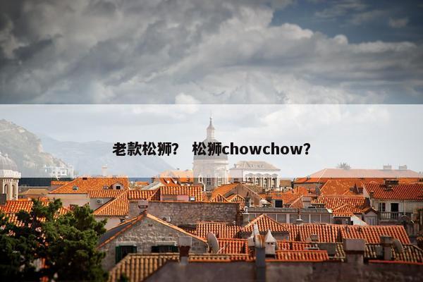 老款松狮？ 松狮chowchow？