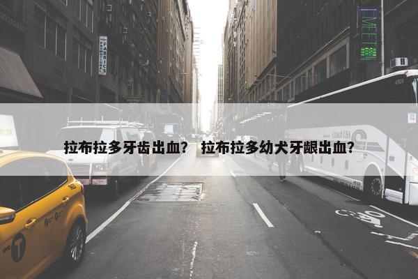 拉布拉多牙齿出血？ 拉布拉多幼犬牙龈出血？