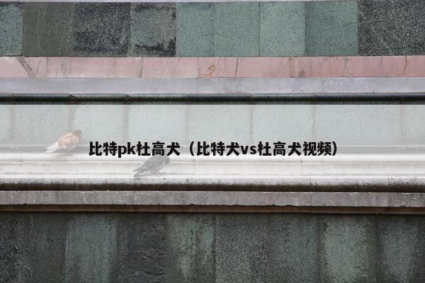 比特pk杜高犬（比特犬vs杜高犬视频）