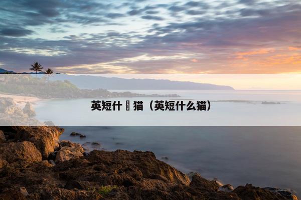 英短什麼猫（英短什么猫）