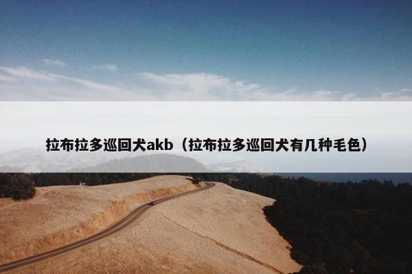 拉布拉多巡回犬akb（拉布拉多巡回犬有几种毛色）