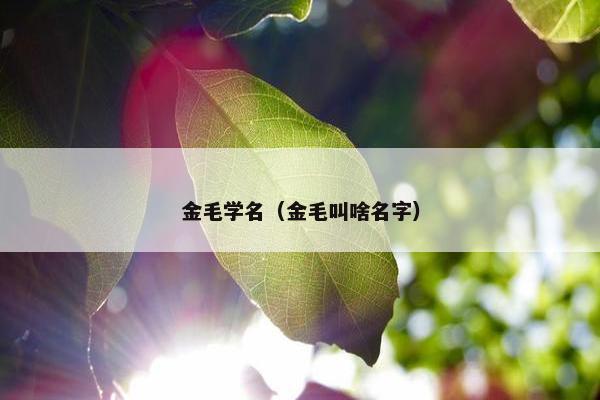 金毛学名（金毛叫啥名字）