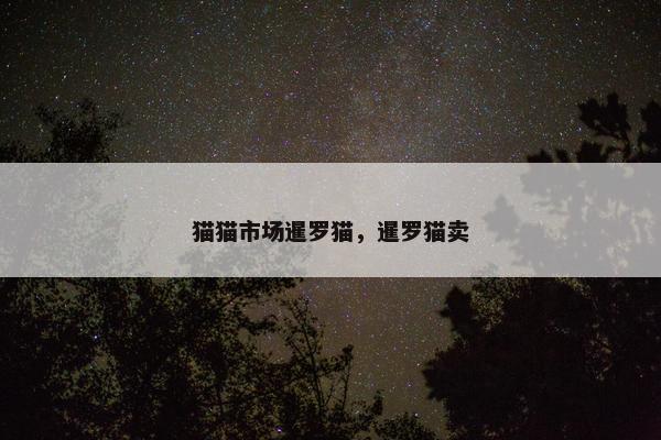 猫猫市场暹罗猫，暹罗猫卖