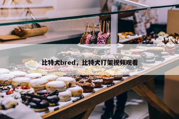 比特犬bred，比特犬打架视频观看
